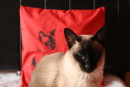 Bio-Kissenbezug Katze, rot 40x40 cm