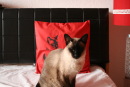 Kissenbezug Katze rot 40*40