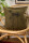 Kissenbezug Schierling olive 40*40
