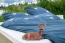 Bio-Bettwäsche Pusteblumen, anthrazit 135*200 & 80*40 cm