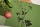 Handgewebtes Geschirrtuch Lovely Unkraut leaf green